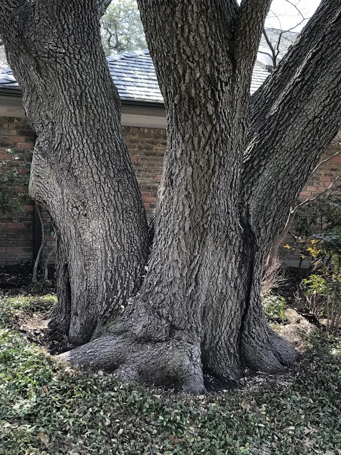 Mature heritage tree close to a Sun River property cared for by certified arborists